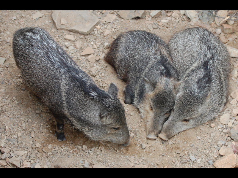 DSC_2227b.JPG