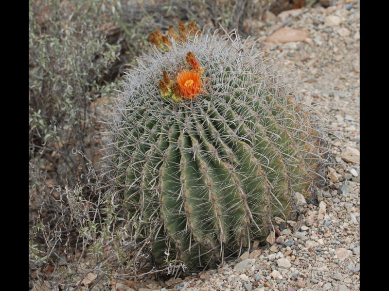 DSC_2231b.JPG