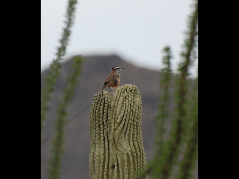 DSC_2253b.JPG