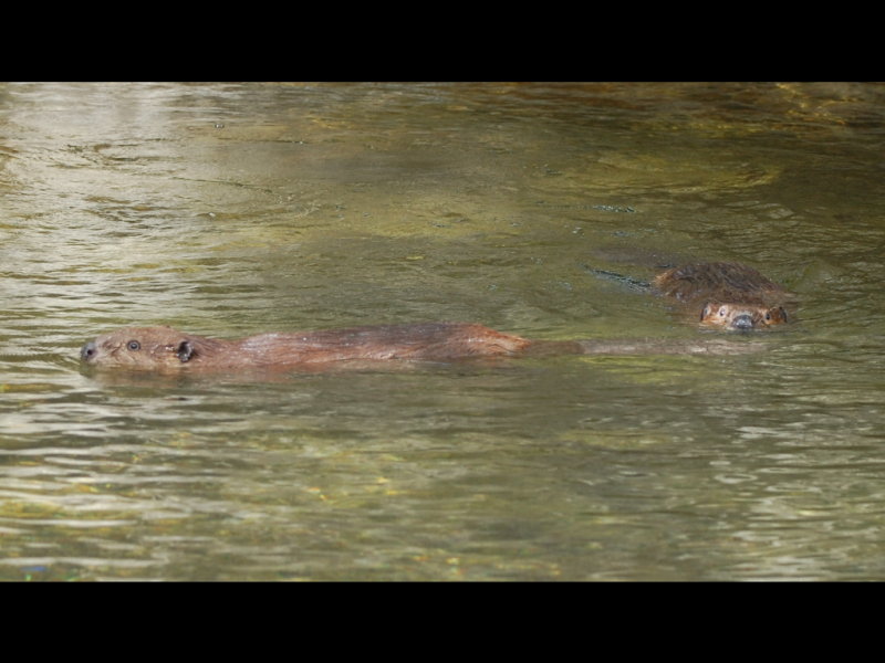 DSC_2349b.JPG