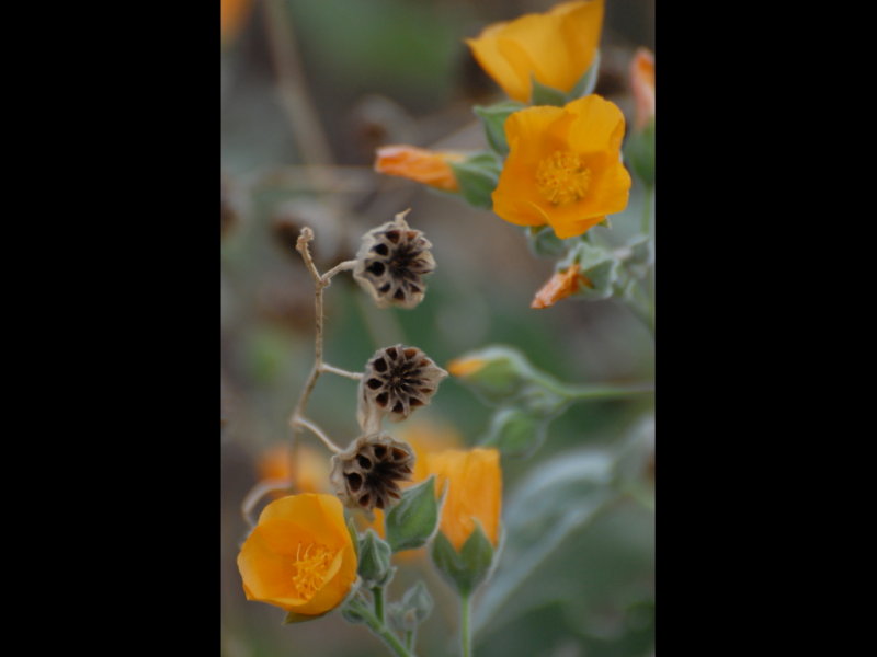 DSC_2518b.JPG