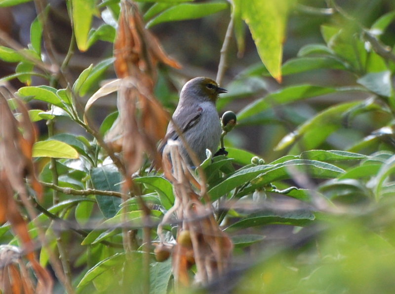 DSC_2558b.JPG