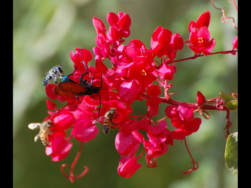 DSC_2561b.JPG