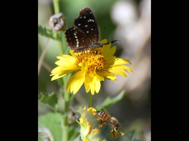 DSC_2566b.JPG
