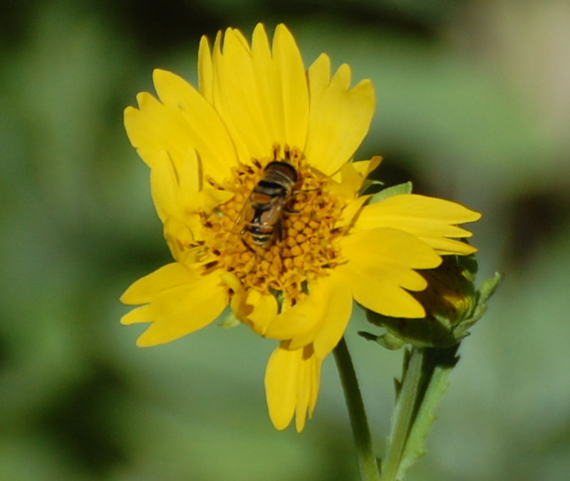 DSC_2569b.JPG