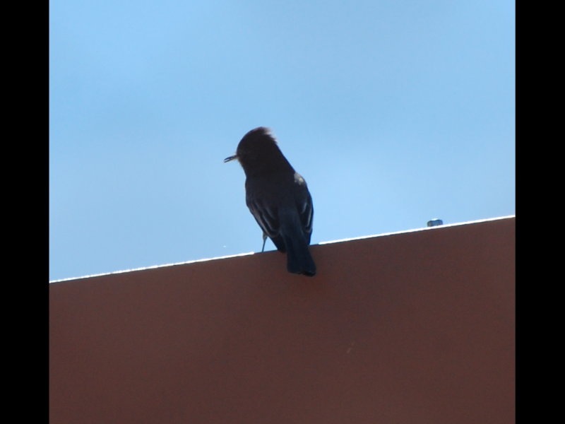 DSC_2705b.JPG