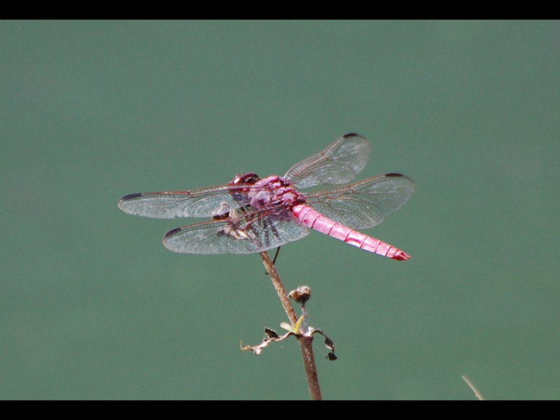 DSC_2750b.JPG