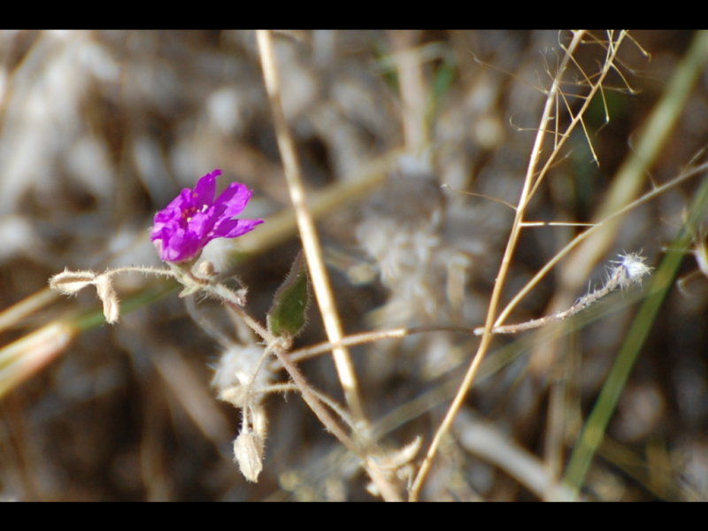 DSC_2806b.JPG