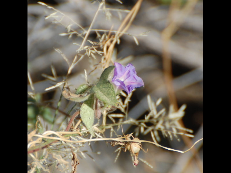 DSC_2809b.JPG