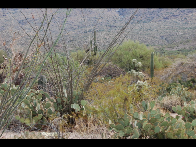 DSC_2917b.JPG