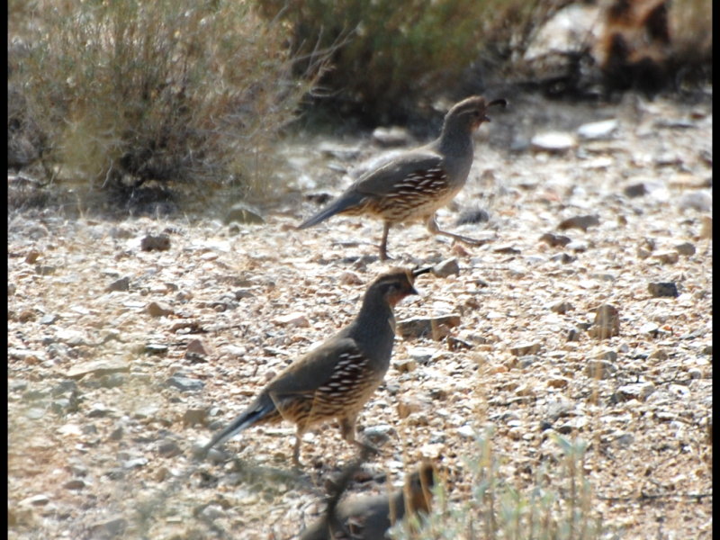 DSC_2988b.JPG