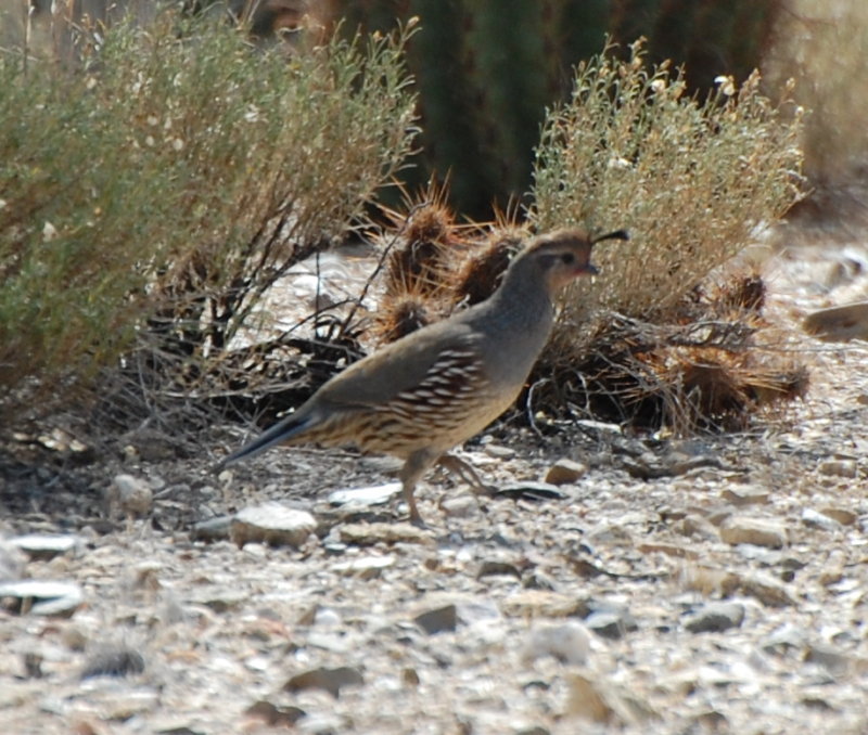 DSC_2996b.JPG