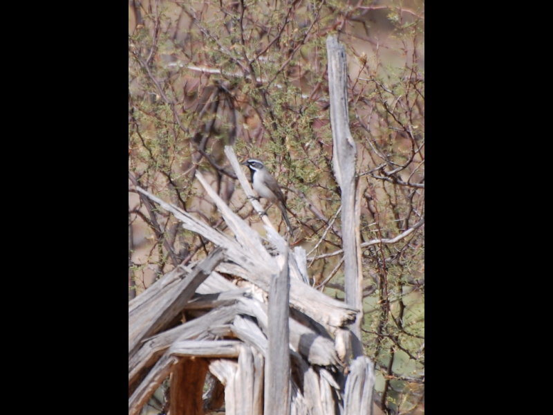 DSC_3065b.JPG