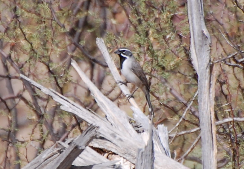 DSC_3067b.JPG