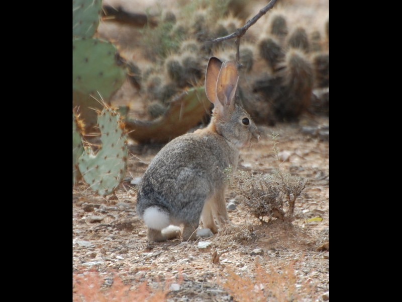 DSC_3111b.JPG