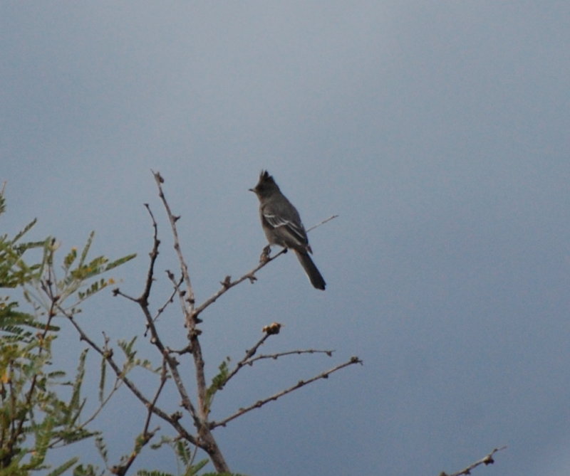 DSC_3169b.JPG
