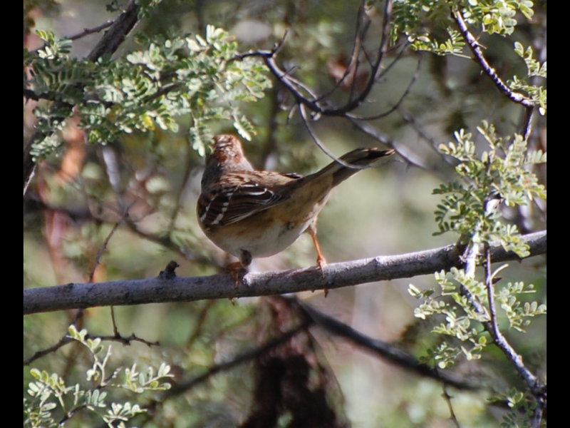 DSC_3211b.JPG