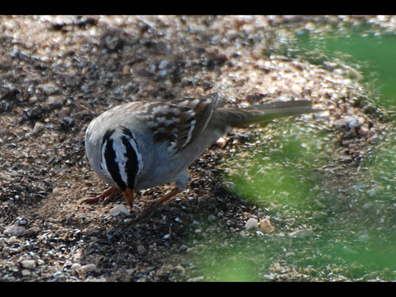 DSC_3247b.JPG