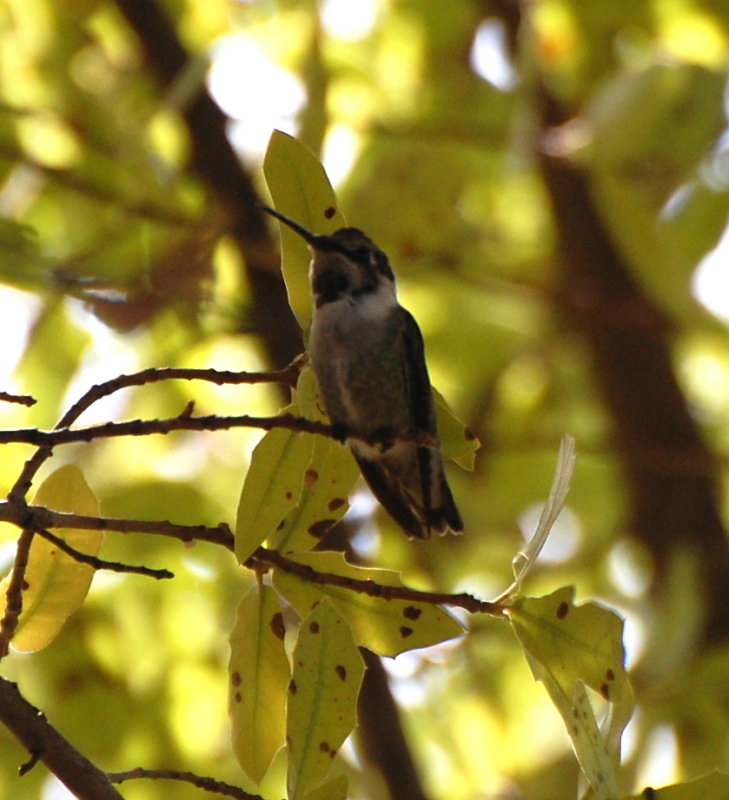 DSC_3249b.JPG