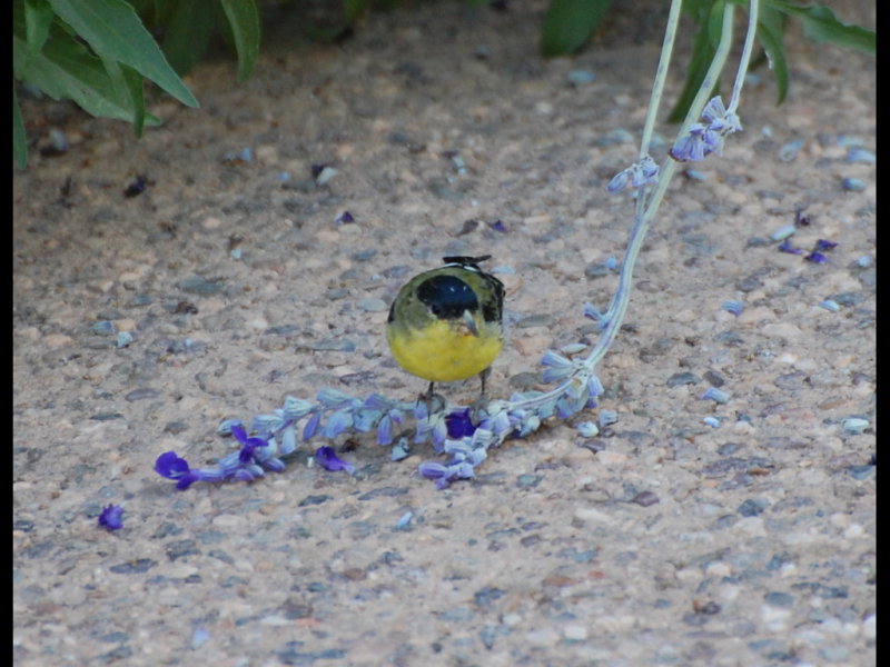 DSC_3252b.JPG