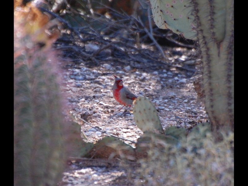 DSC_3284b.JPG