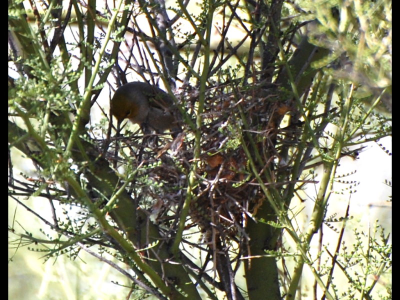DSC_3336b.JPG