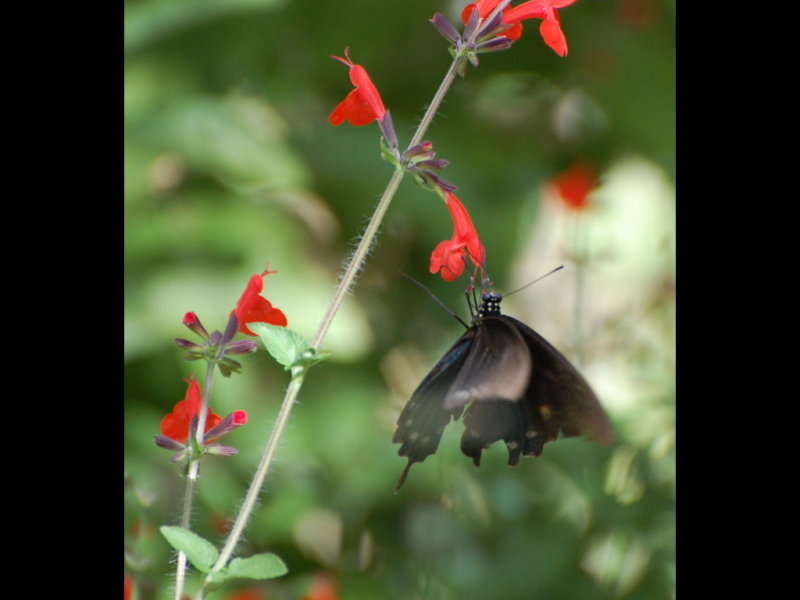 DSC_3350b.JPG