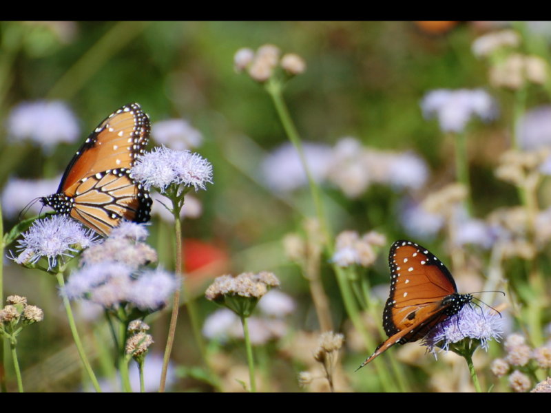 DSC_3357b.JPG