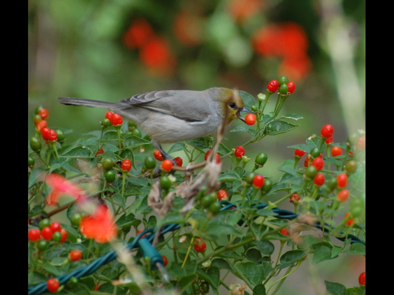 DSC_3363b.JPG