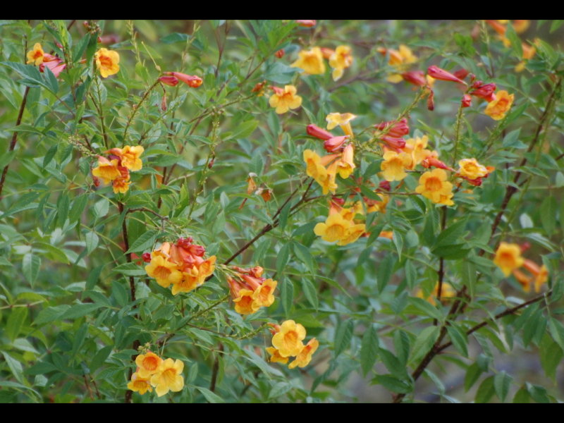 DSC_3365b.JPG