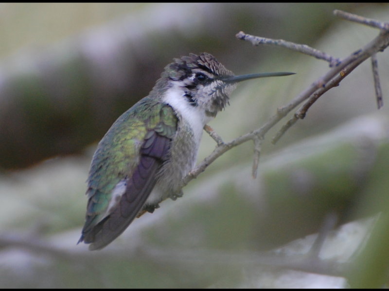 DSC_3367b.JPG