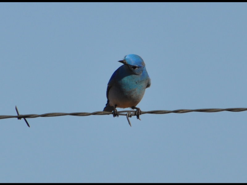DSC_0455b.JPG