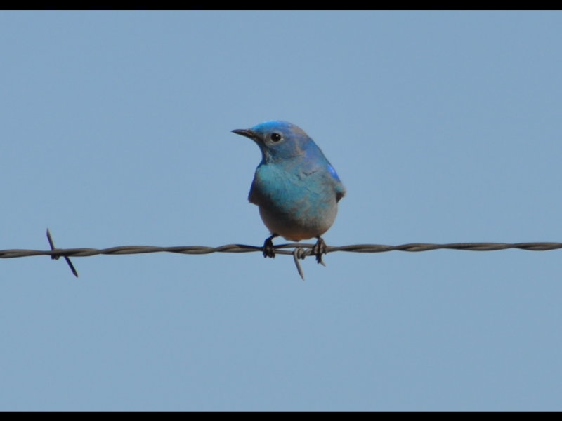 DSC_0466b.JPG