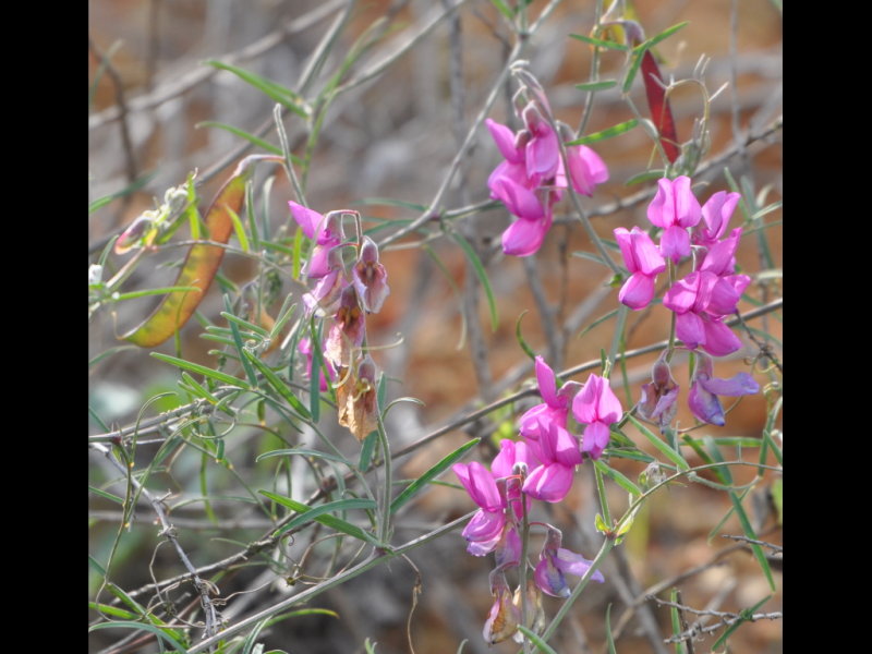 DSC_1313b.JPG