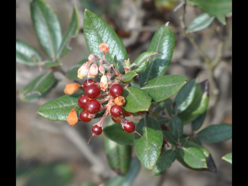 DSC_1330b.JPG