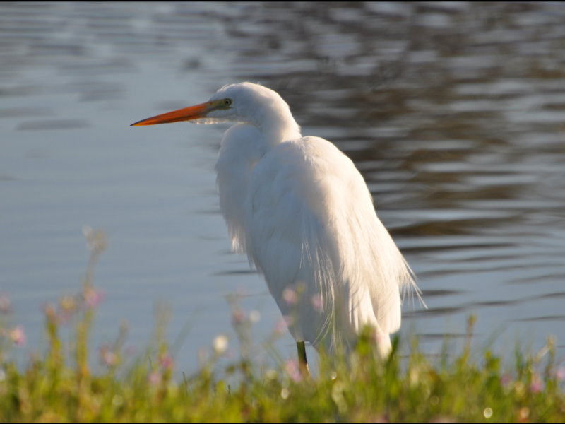 DSC_0300b.JPG