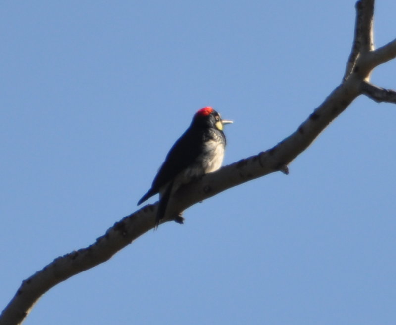 DSC_0368b.JPG