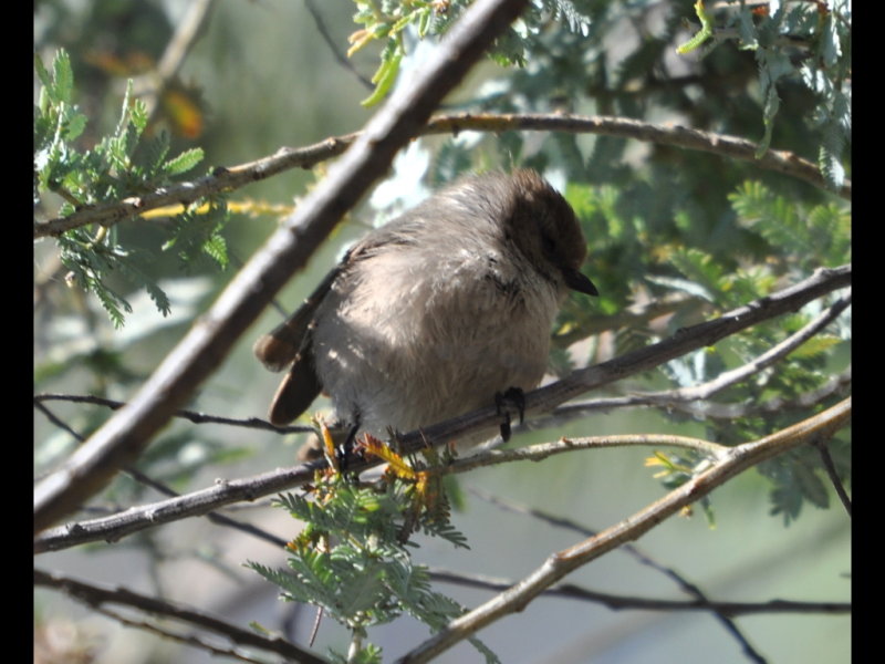 DSC_0470b.JPG