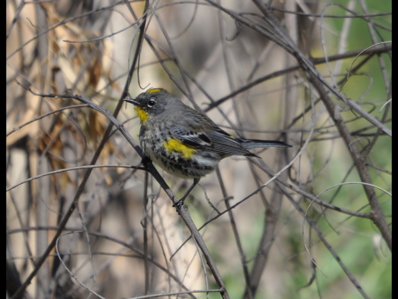 DSC_0571b.JPG