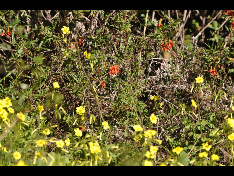 DSC_0611b.JPG