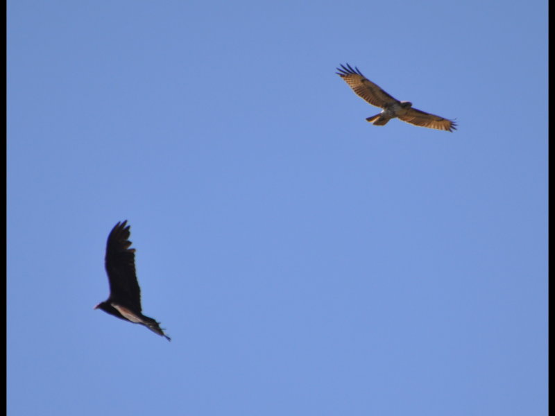 DSC_0633b.JPG
