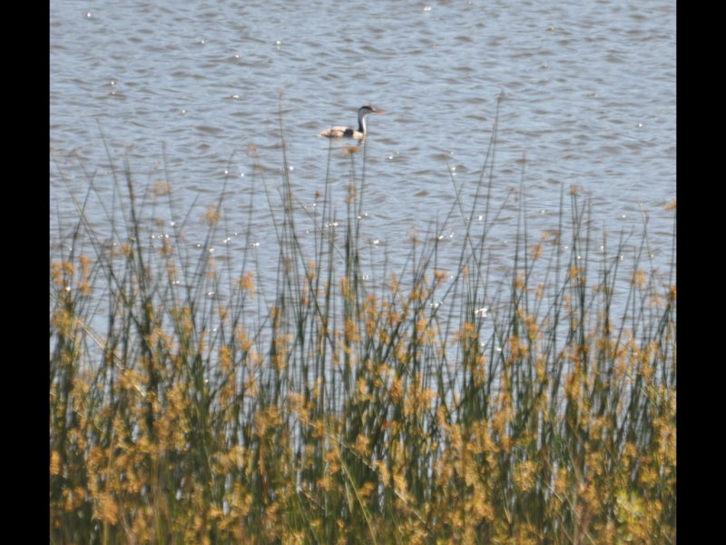 DSC_0679b.JPG