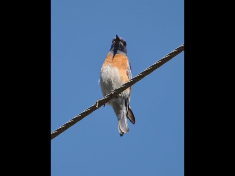 DSC_0849b.JPG