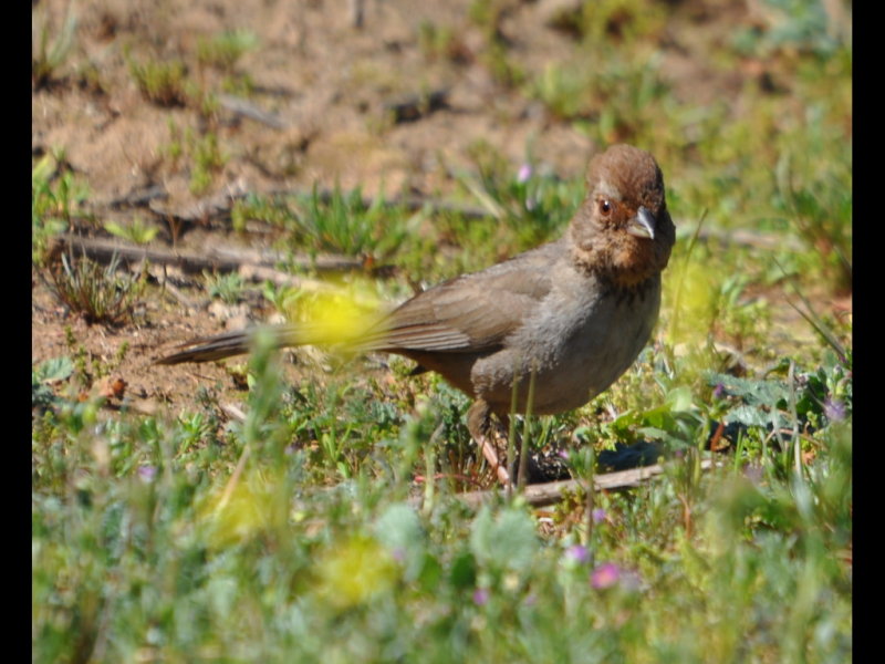 DSC_0876b.JPG