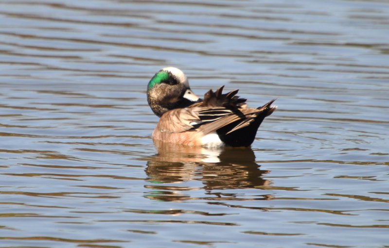 DSC_0974b.JPG