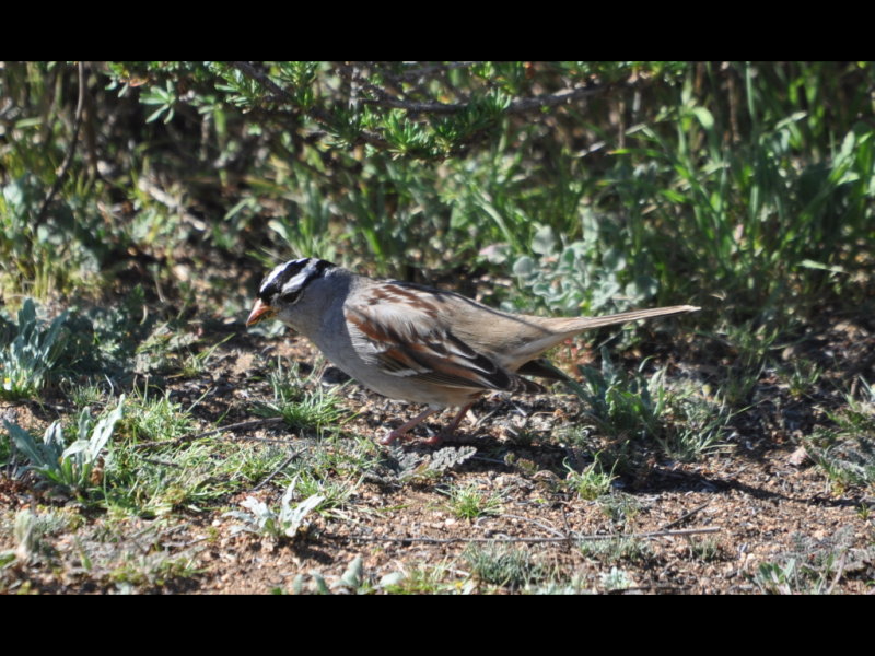 DSC_0002b.JPG