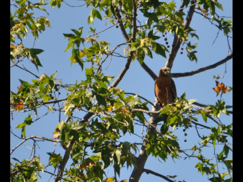 DSC_0152b.JPG