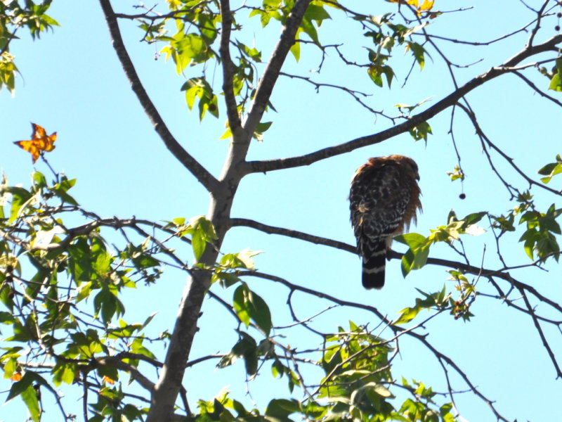 DSC_0173b.JPG