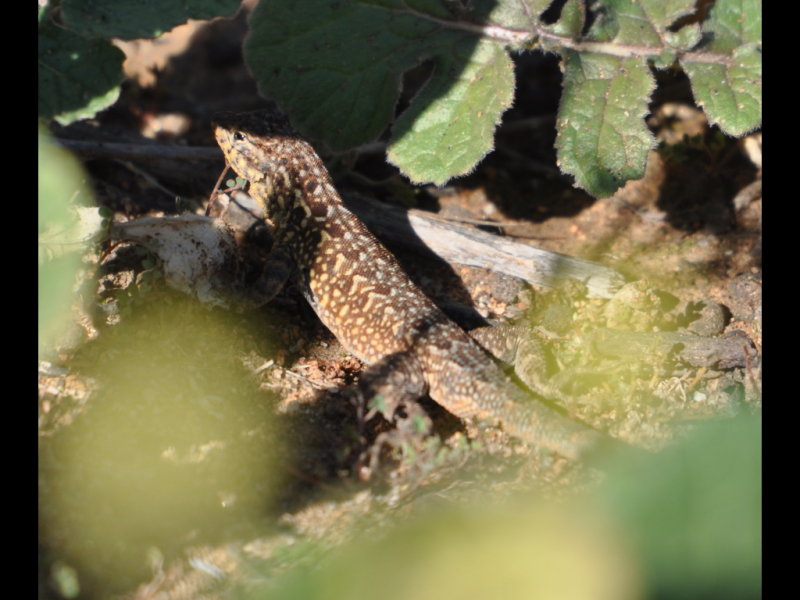 DSC_0251b.JPG