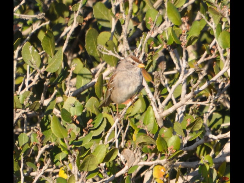 DSC_0375b.JPG
